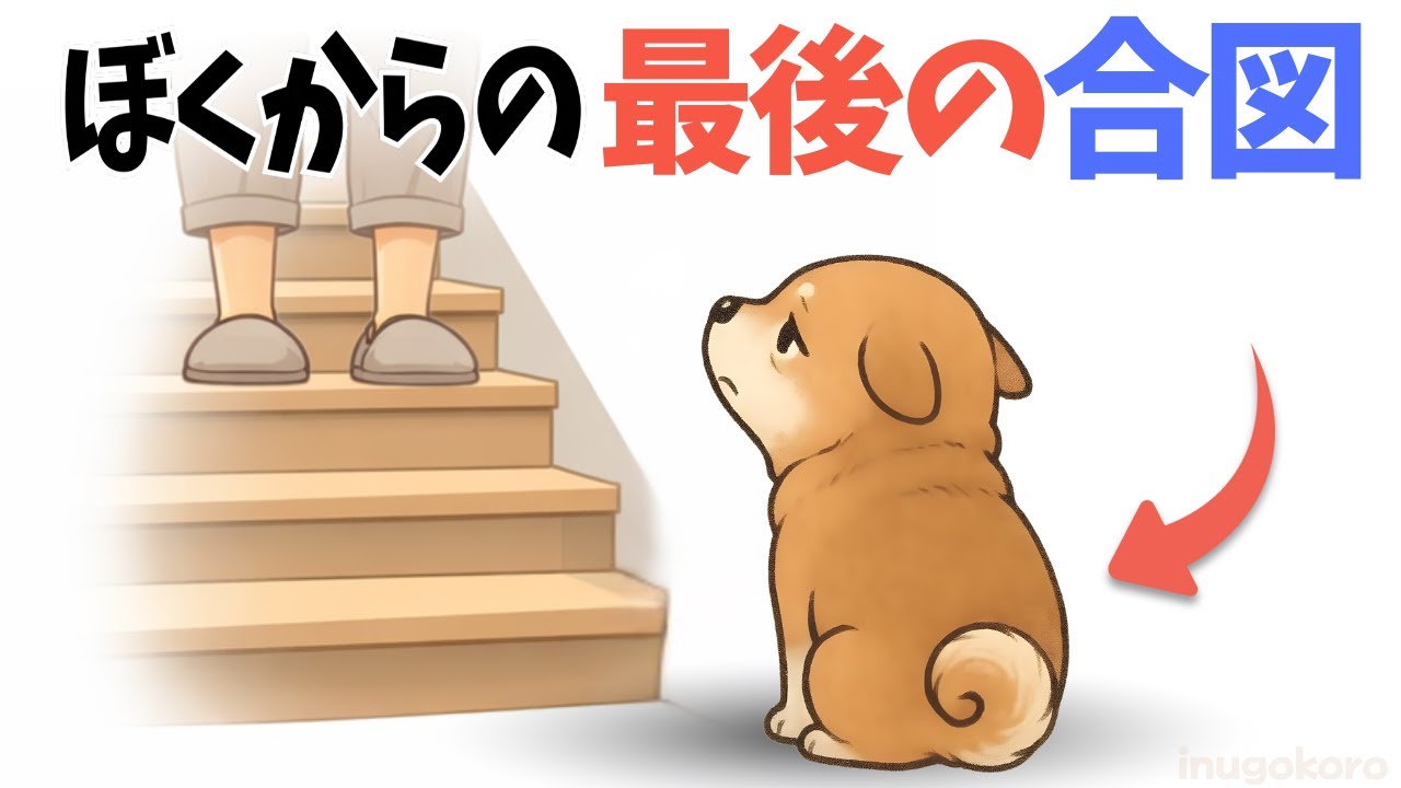 【警告】老犬が静かに出している「10の合図」｜7歳を過ぎた僕たちが伝えたいこと