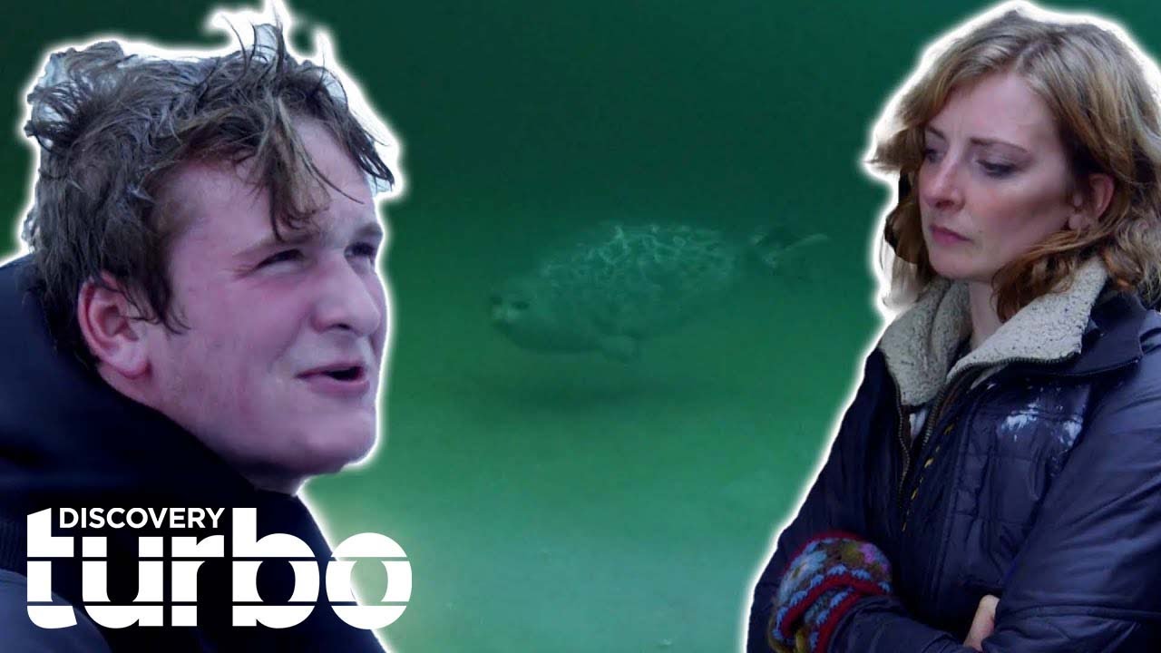 Diver Panics After Being Approached By A Seal l Bering Sea Gold