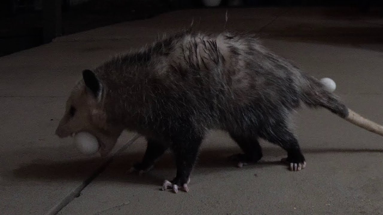 Possum Steals Yogurt-Covered Egg