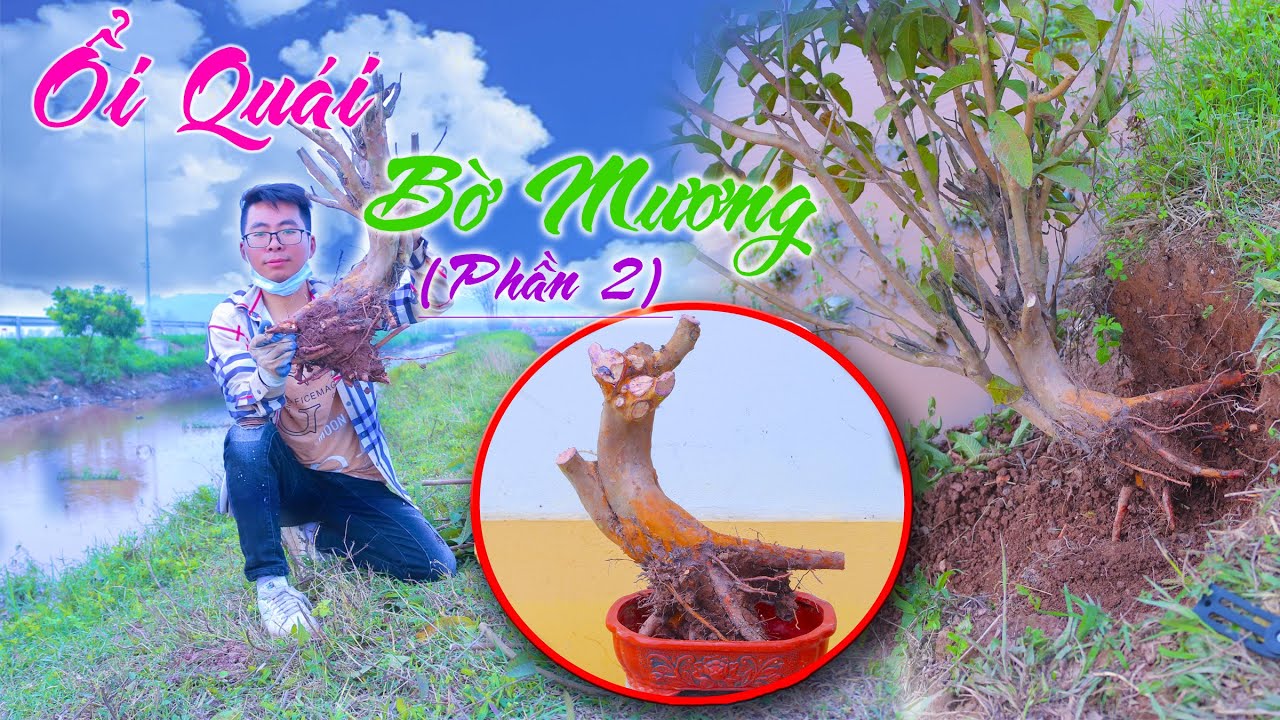 Ổi Quái Bờ Mương - Phần 2