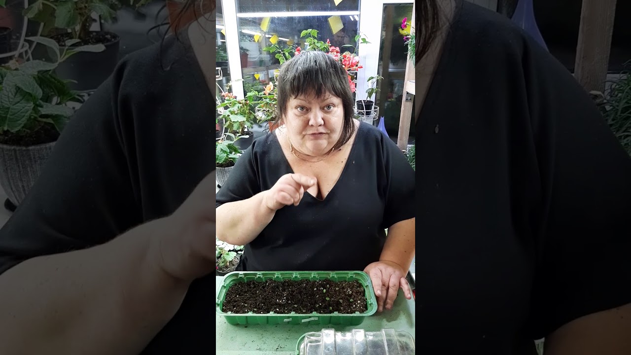 первая подкормка семенной бегонии и движуха