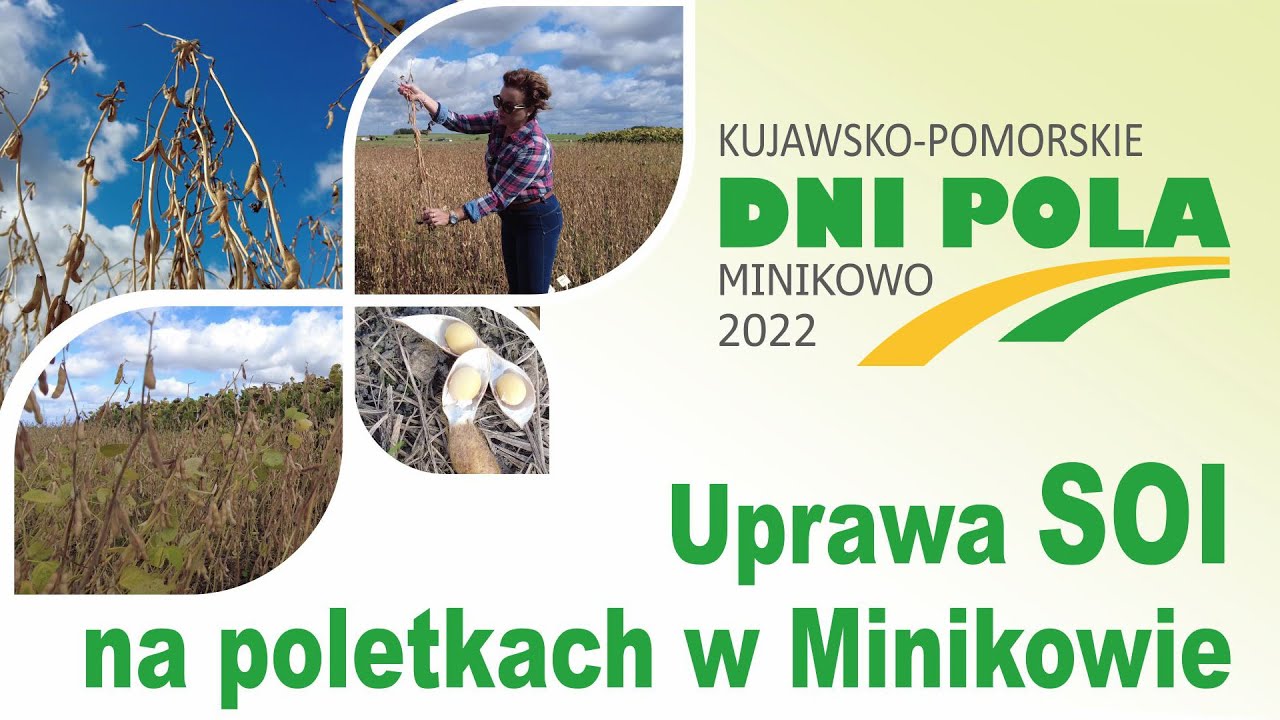Kujawsko-Pomorskie Dni Pola 2022 - Uprawa soi na poletkach w Minikowie