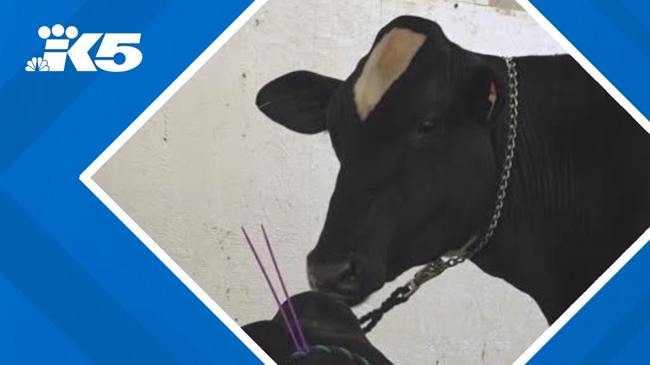 Fairs provide window into dairy industry as number of farms nationwide declines
