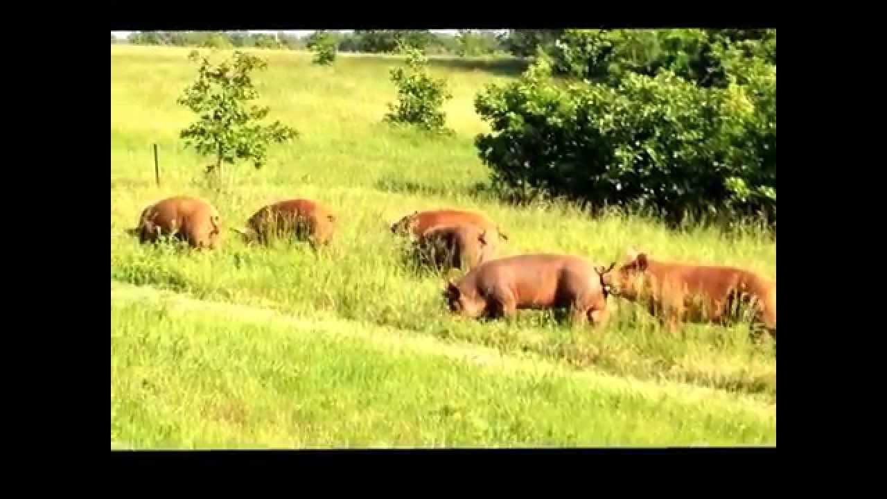 Tamworth Pigs Grazing on Pasture