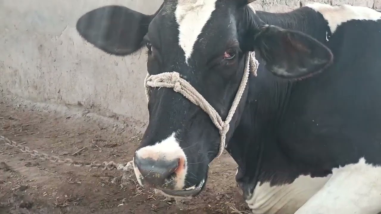 Viral Village Animals VLOG 49 - Hilarious Cow, Goat ADVENTURES!