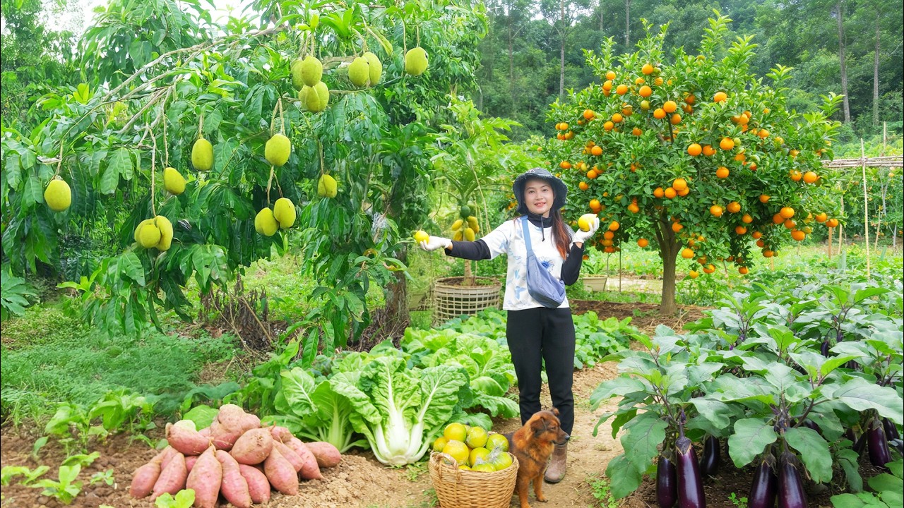 Harvest: Golden Star Apples, Sweet Potatoes, Oranges, Eggplants For Selling And Cooking With Them