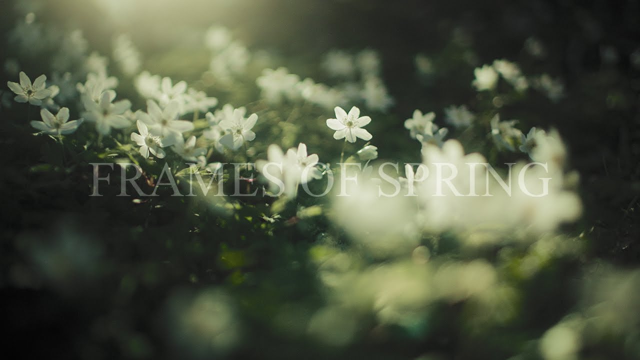 Canon r5c Cinematic Footage - Nature Ambience in Spring