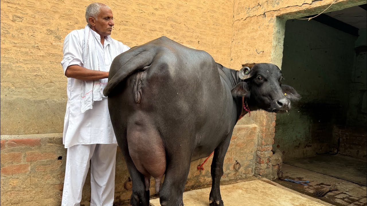 नवाब की कट्टी 😍😍 HSB Murrah Bull - Nawab’s Daughter ❣️❣️ हमारे खुशहाल पशुपालक