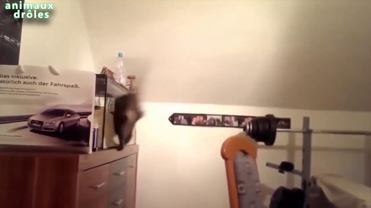 il croit vraiment qu'il peut voler ; )