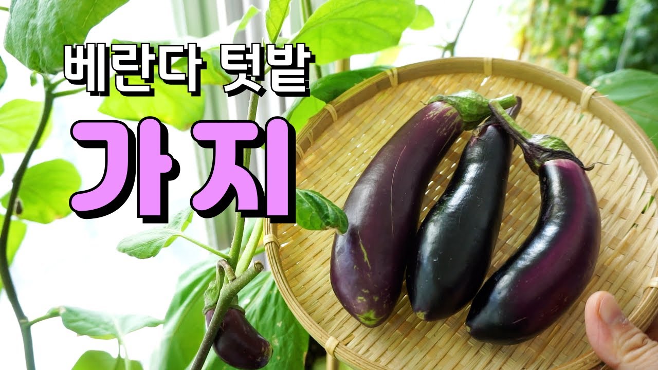 [베란다 텃밭정원] 실내에서도 가지수확이 가능합니다! / 가지 잎 따주고 곁순 관리하는 방법 / 실내에서 가지키우기