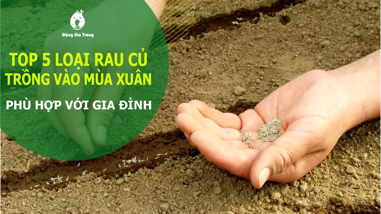 Top 5 loại rau củ nên trồng vào mùa xuân - SFARM