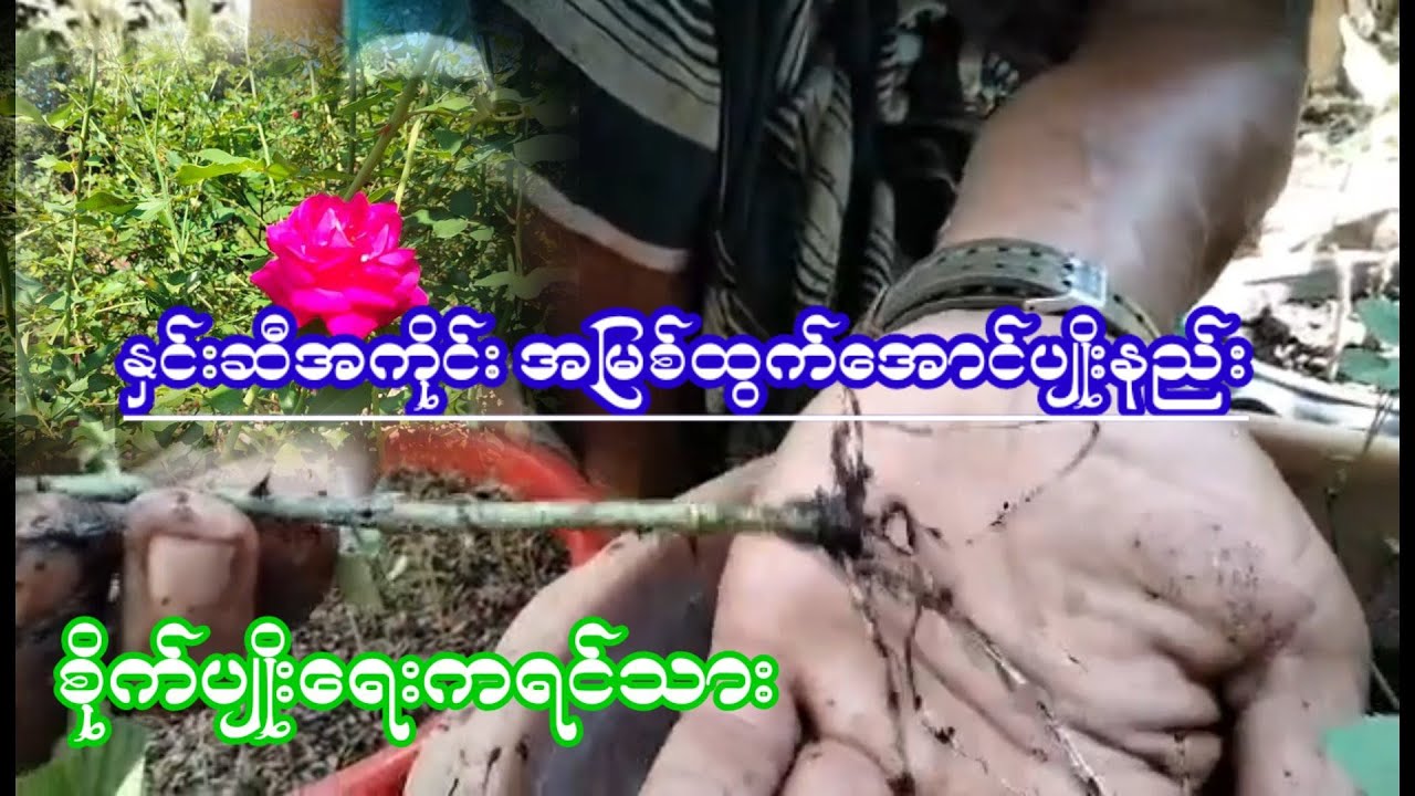 agriculture နင်းဆီအကိုင်းအမြစ်ထွက်အောင်ပျိုးနည်း စိတ်ဝင်စားဝင်ကြည့်လိုက်ပါ.koyoeစိုက်ပျိုးရေး