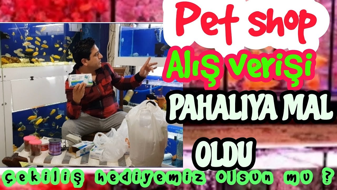 PET SHOPLARDAN ALIŞ VERİŞ YAPARKEN DİKKAT EDİN, akvaryum balıkları