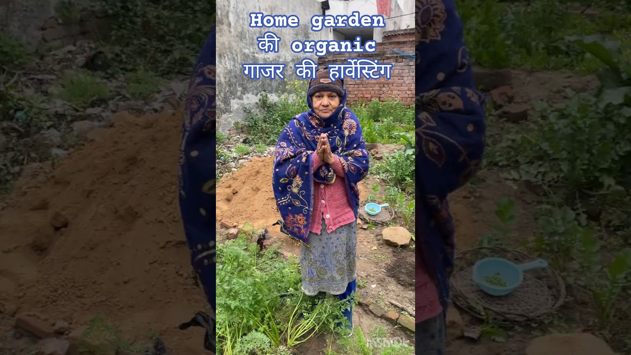 home गार्डन में लगी लाल लाल गाजर की हार्वेस्टिंग 🌿🌿