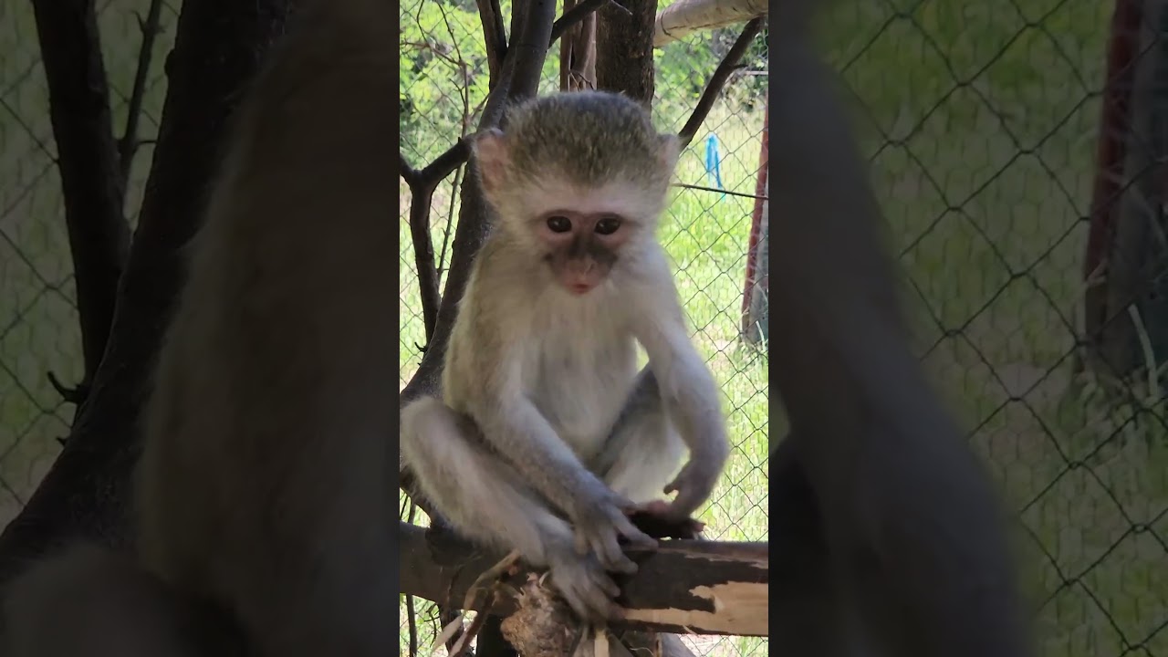 Orphan baby monkey knows he is cute