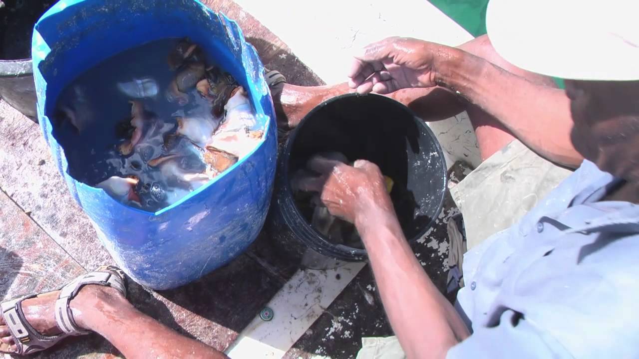 Ain't Got No More Lip: A Film About Conch