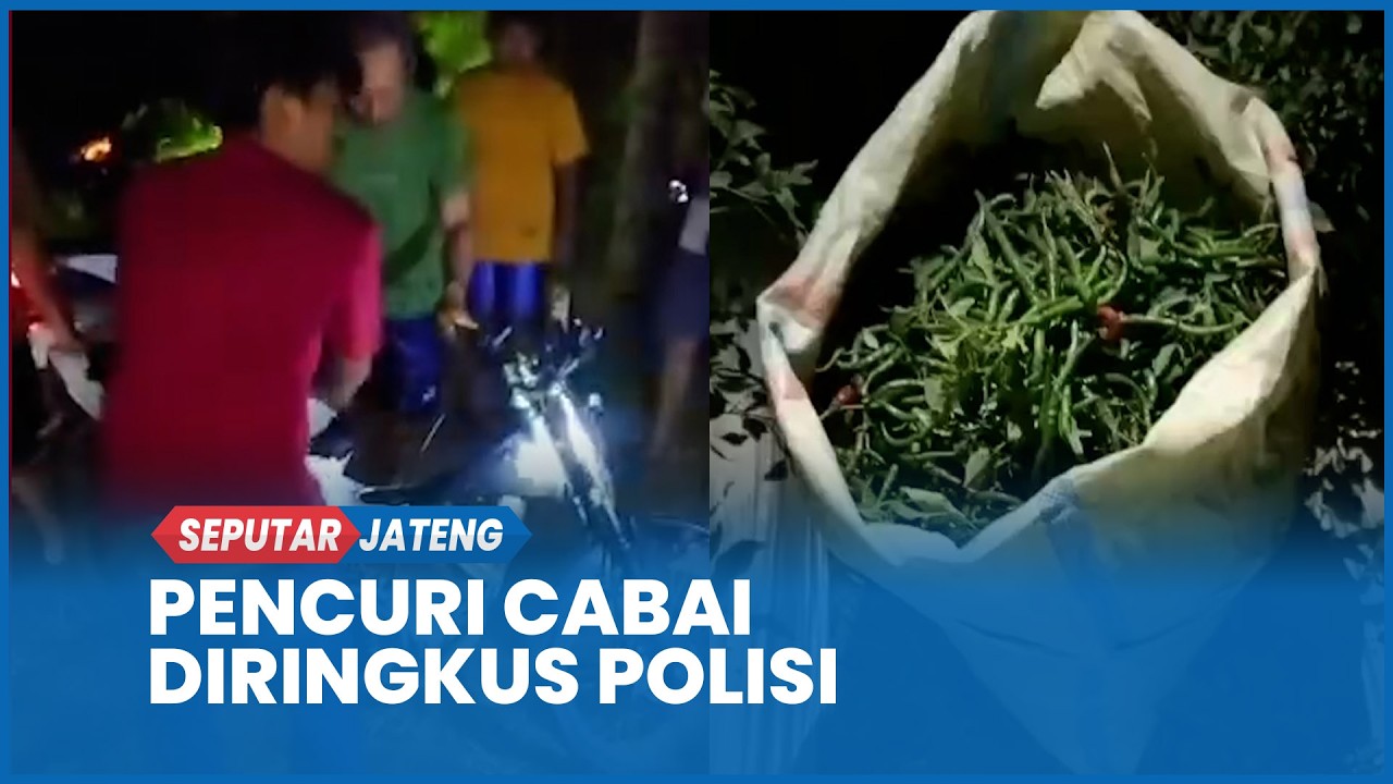 Beraksi Malam Hari, Pencuri Cabai di Blora Diringkus Polisi