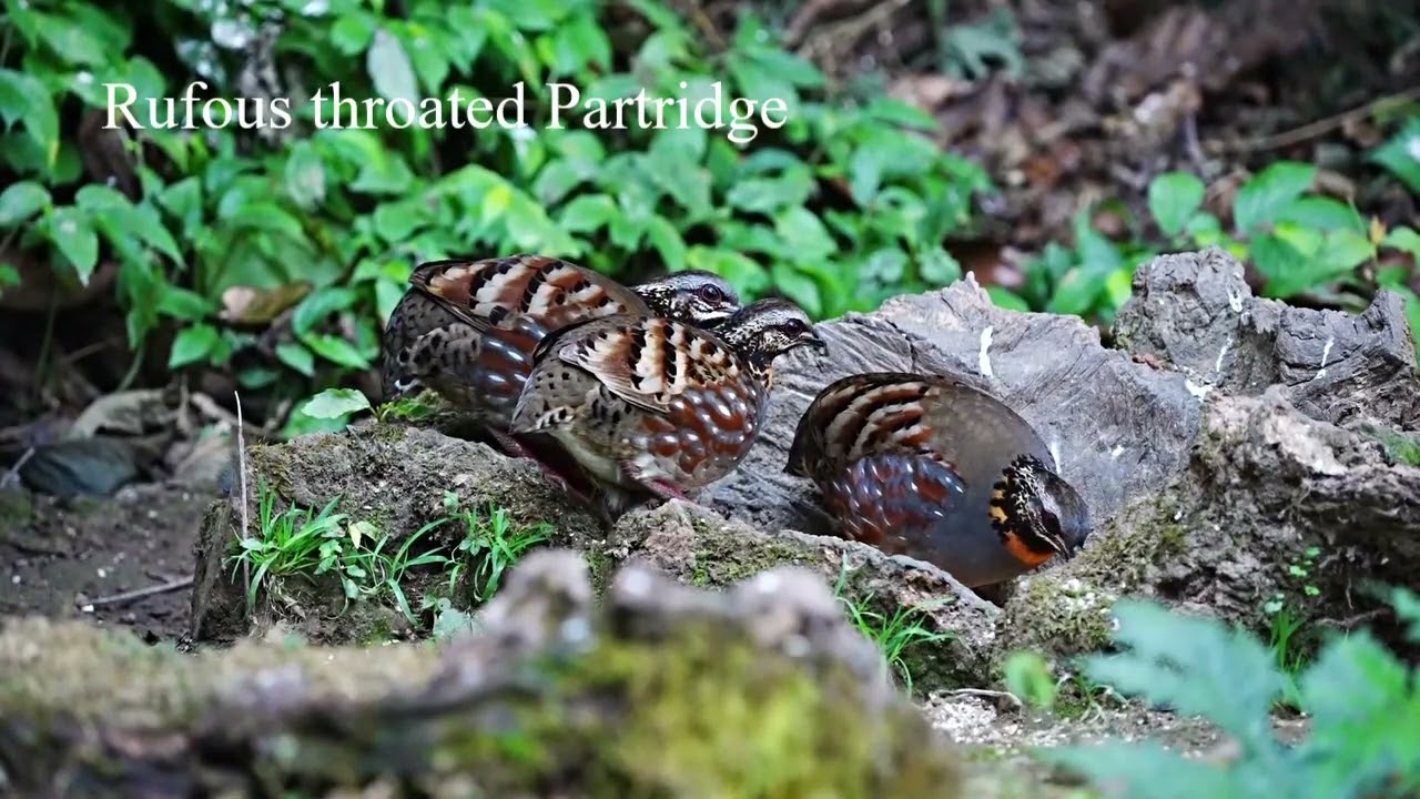 Birds of Baihualing Yunnan# Baihualing# 