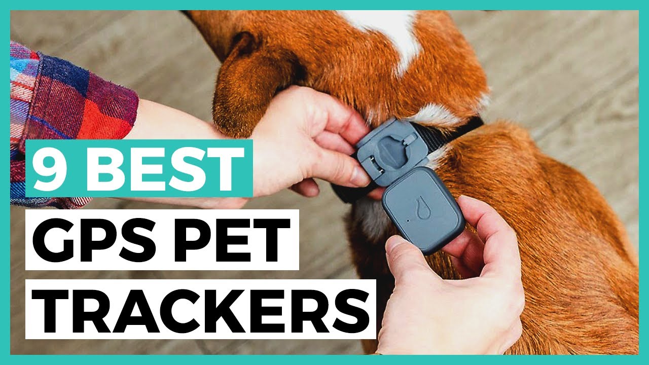 Best Gps Pet Trackers in 2025 - How to Choose a Tracker to Keep an Eye on your Pet?