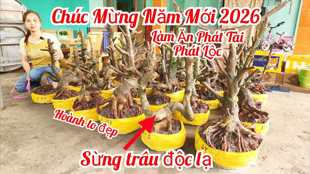 Mùng 4 Tết chị Nhí 0939693642 phôi mai bonsai dáng quái hoành to đế víp |MaivàngThanhTâm