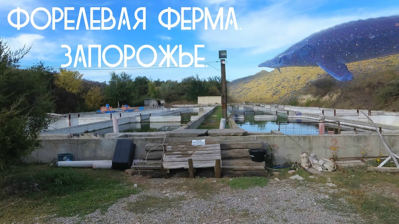 Форелевая ферма в Запорожье. Ореховский район.