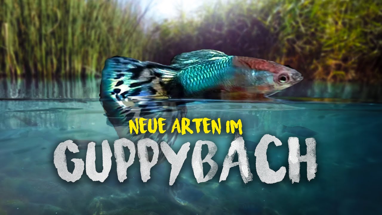 Unfassbar NEUE Arten im GUPPYBACH - Wasserwerte & Infos | 2023