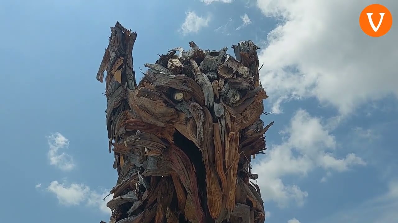 E dopo le riprese dall'alto, ecco l'aquila di Vaia di Marco Martalar in Marcesina vista da vicino.