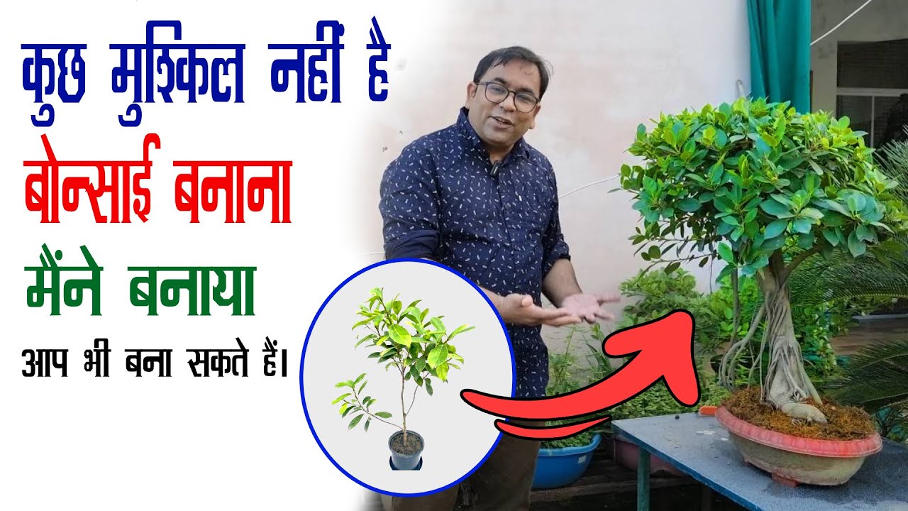 मात्र 75 रुपये में बनाएं शानदार बोन्साई - मैंने बनाया - आप भी बनाएं - How to Make Bonsai