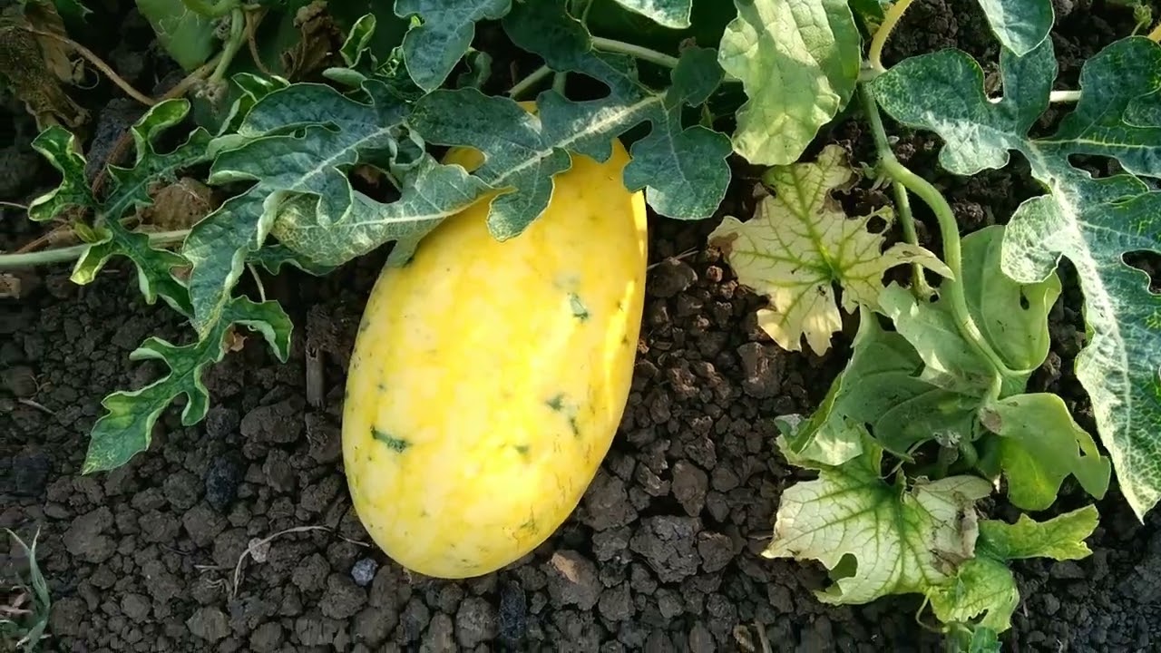 Yellow Melon|| पीला तरबूज|| yellow watermelon  Indian farming valog#1