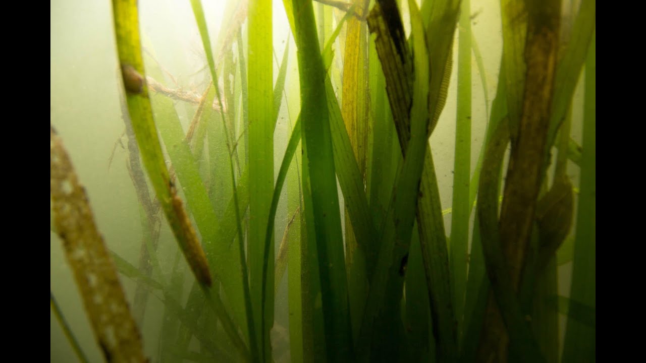 What is Eelgrass?