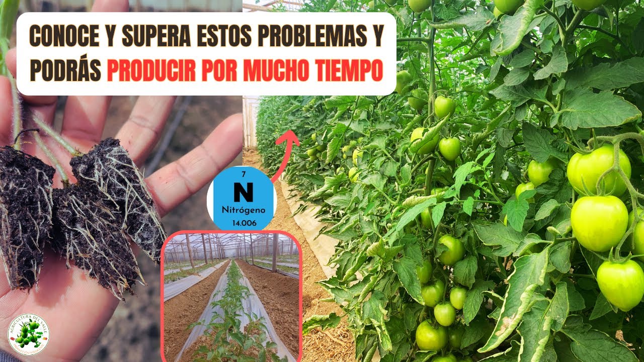 Por qué los AGRICULTORES TRADICIONALES están abandonando la producción de tomates