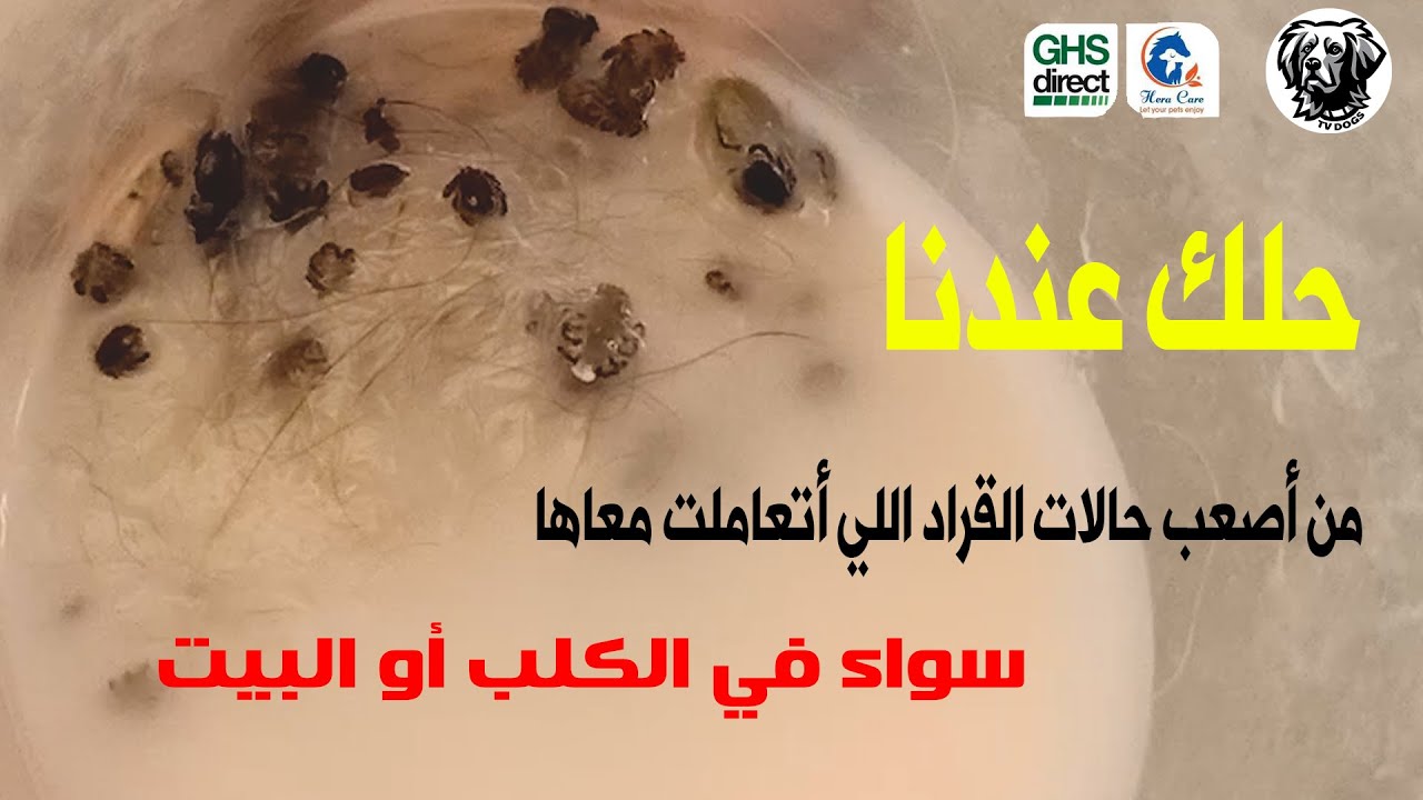 طريقة القضاء علي القراد من البيت طريقة القضاء علي القراد من الكلب القضاء علي البراغيت من القطط سامر