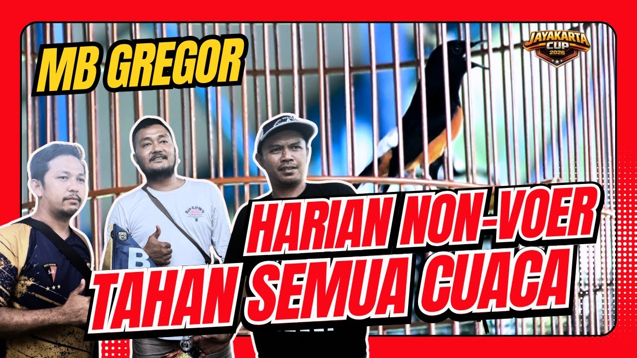 [MB GREGOR] Murai Gregor Murai Non Voer murai batu full jangkrik JAYAKARTA CUP MURAI BATU HoBi ID