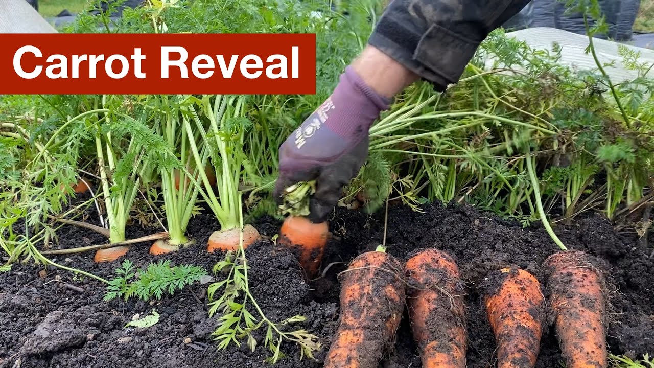 Big Carrot Reveal