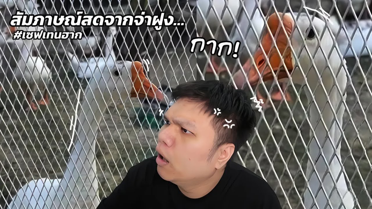 เฉี๊ยบ เฉียบ Ep 274 โอโห !!!! นี่มันเป็ดอะไรเนี่ย ปากแซ่บจัด