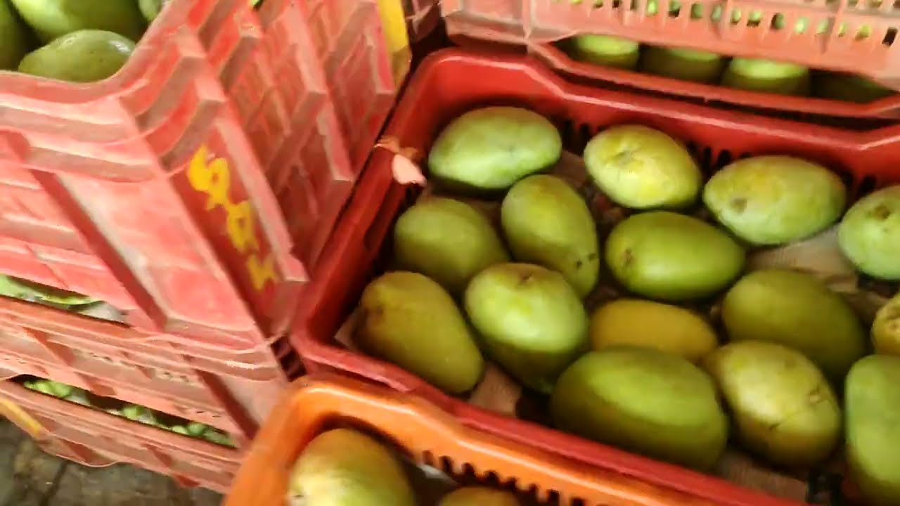 #today #12 March 2026 Mango 🥭 Live Auction Biggest Wholesale Fruit Market of Hyderabad
