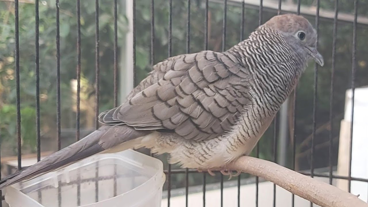 Perkutut Lokal Gacor AMPUH Untuk Pancingan Semua Burung Perkutut Agar Cepat Bunyi