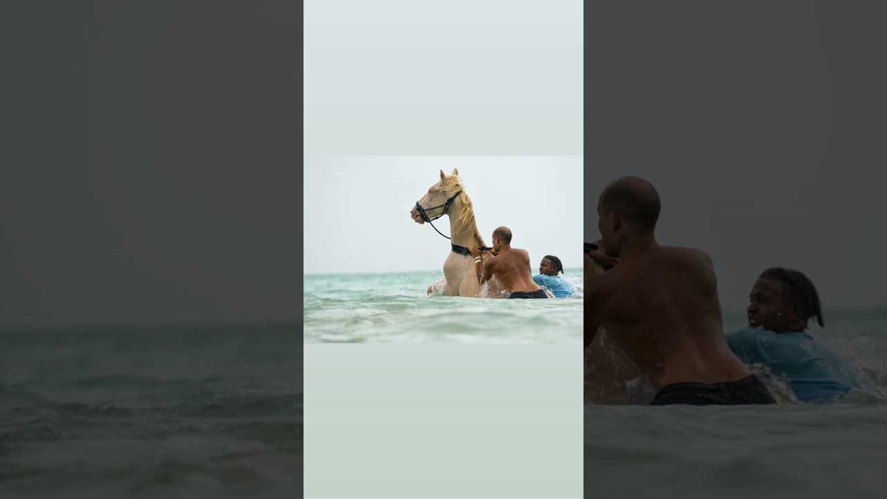 Swimming with horses excursion in Punta Cana, Dominican Republic - YDSMG Vlog