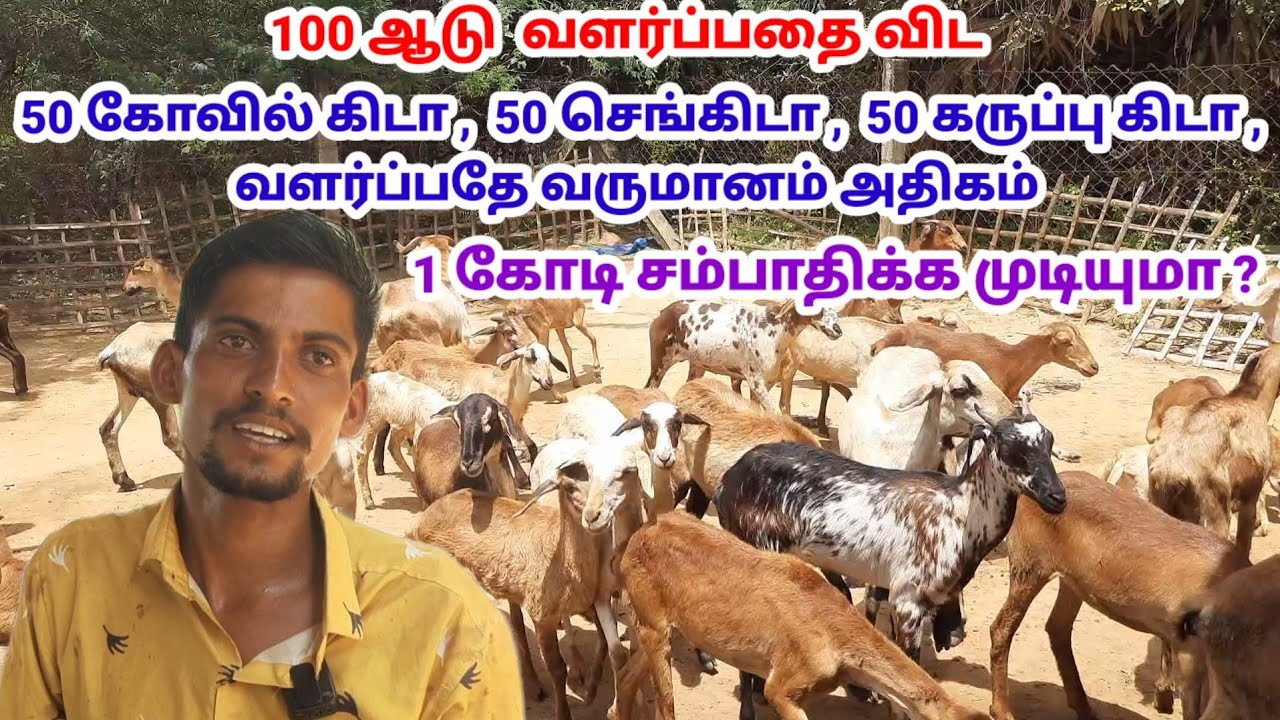 100 ஆடு வளர்ப்பதை விட, 50 கோவில்கிடா ,50 கருப்பு கிடா , வளர்ப்பதே அதிக   வருமானம்  /@tamilvivasayi