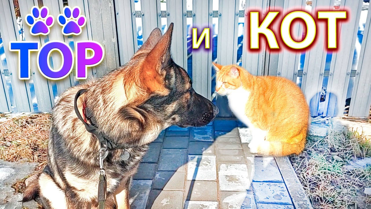 🐕ЩЕНОК и 😺КОТ