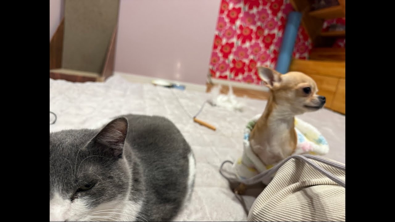 マリメッコ部屋で短くライブ