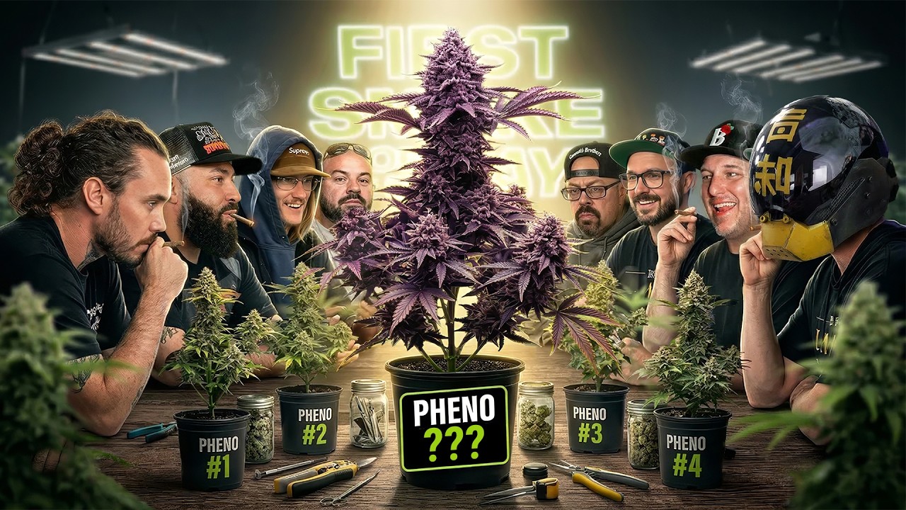 PHENO HUNT SPECIAL: Zikigai Gardens, Umami, Elusive, Payaso & Philip, Twistin Terps