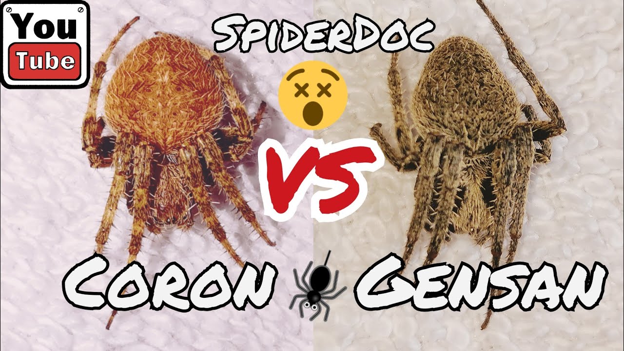 CORON  vs GENSAN. Pula pusod Spider Fight.