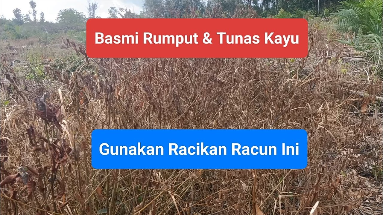 Basmi Rumput & Tunas Kayu, Gunakan Racikan Racun Ini