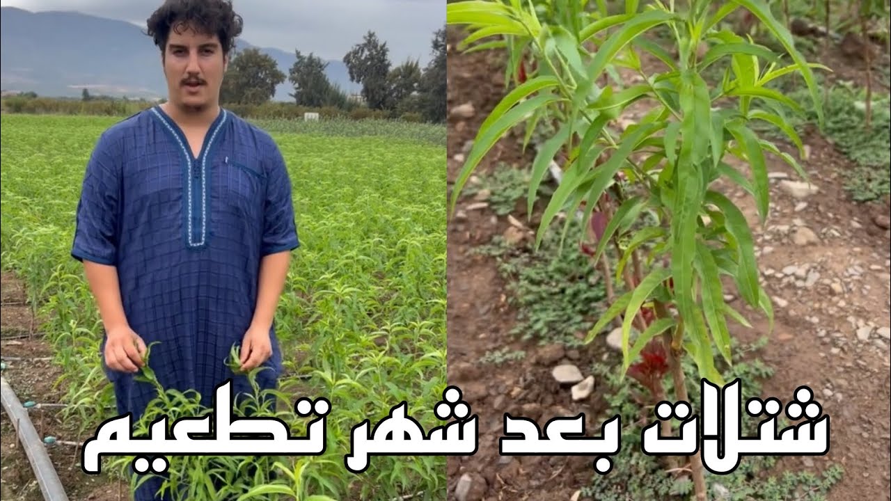 شاهد شتلة نيكتارين و خوخ في مدة شهر  وعشر أيام فقط من لون الاحمر الي لون الأخضر