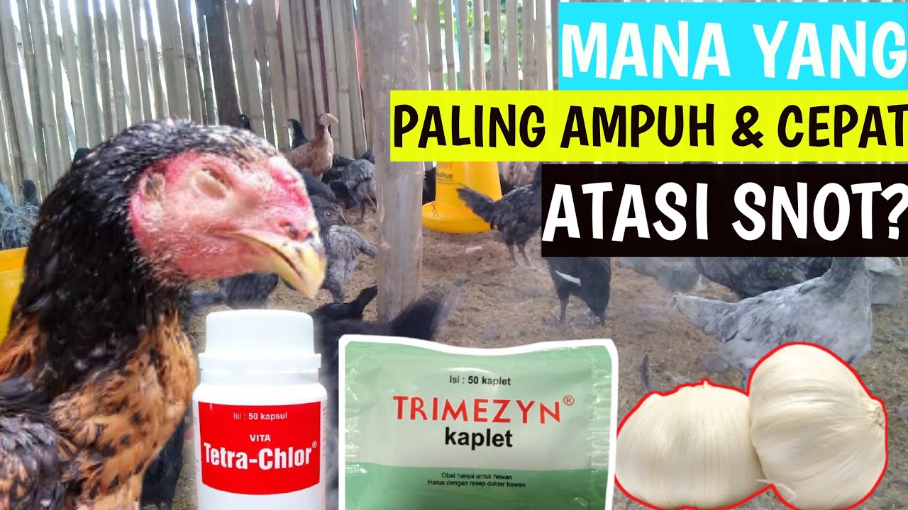 SNOT SEMBUH DALAM 5 HARI!!! OBAT SNOT HERBAL VS KIMIA