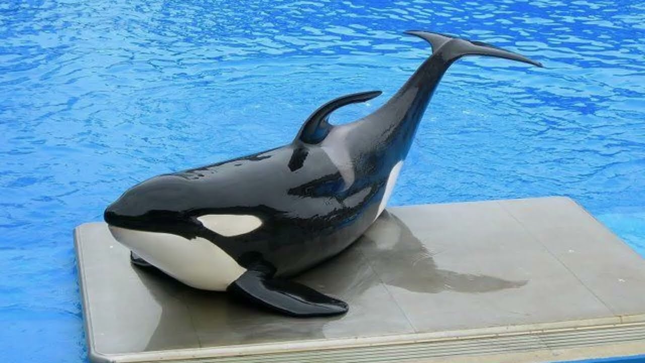 In memory of Sumar (May 14, 1998-September 7, 2010)