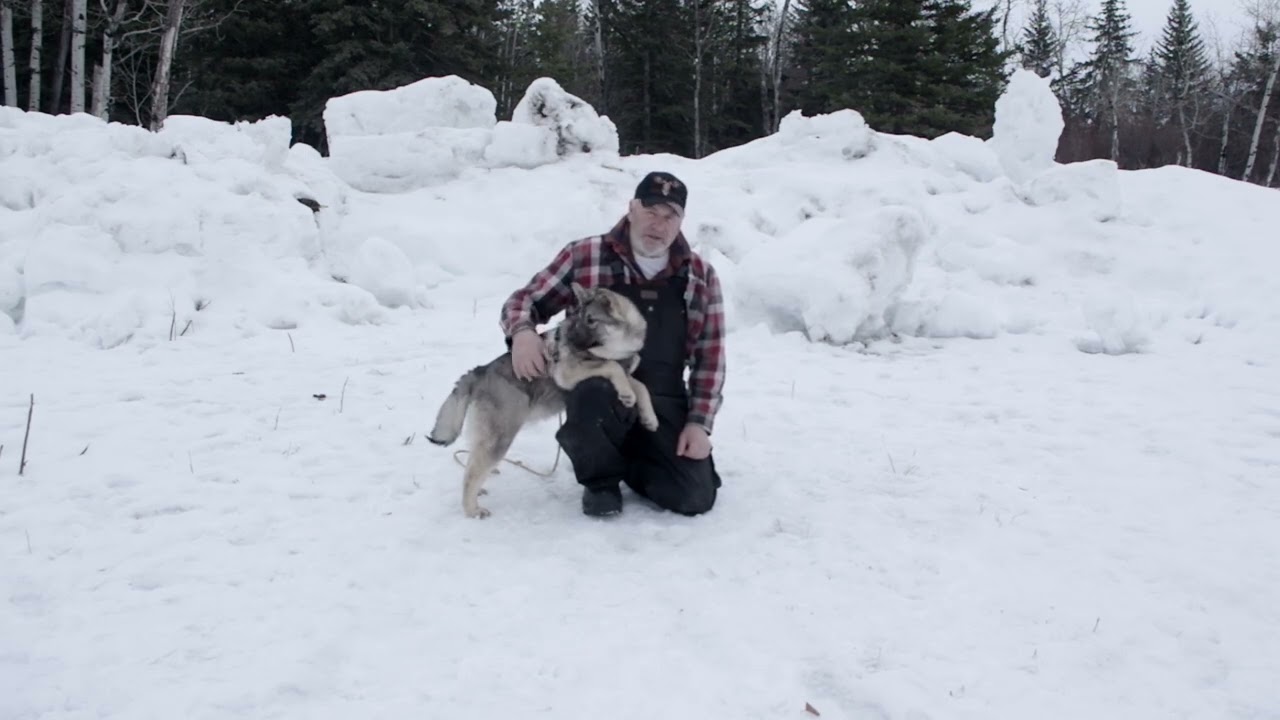 Mjrn Full Blood Elkhound - Tips On Starting The New Pup Out Right