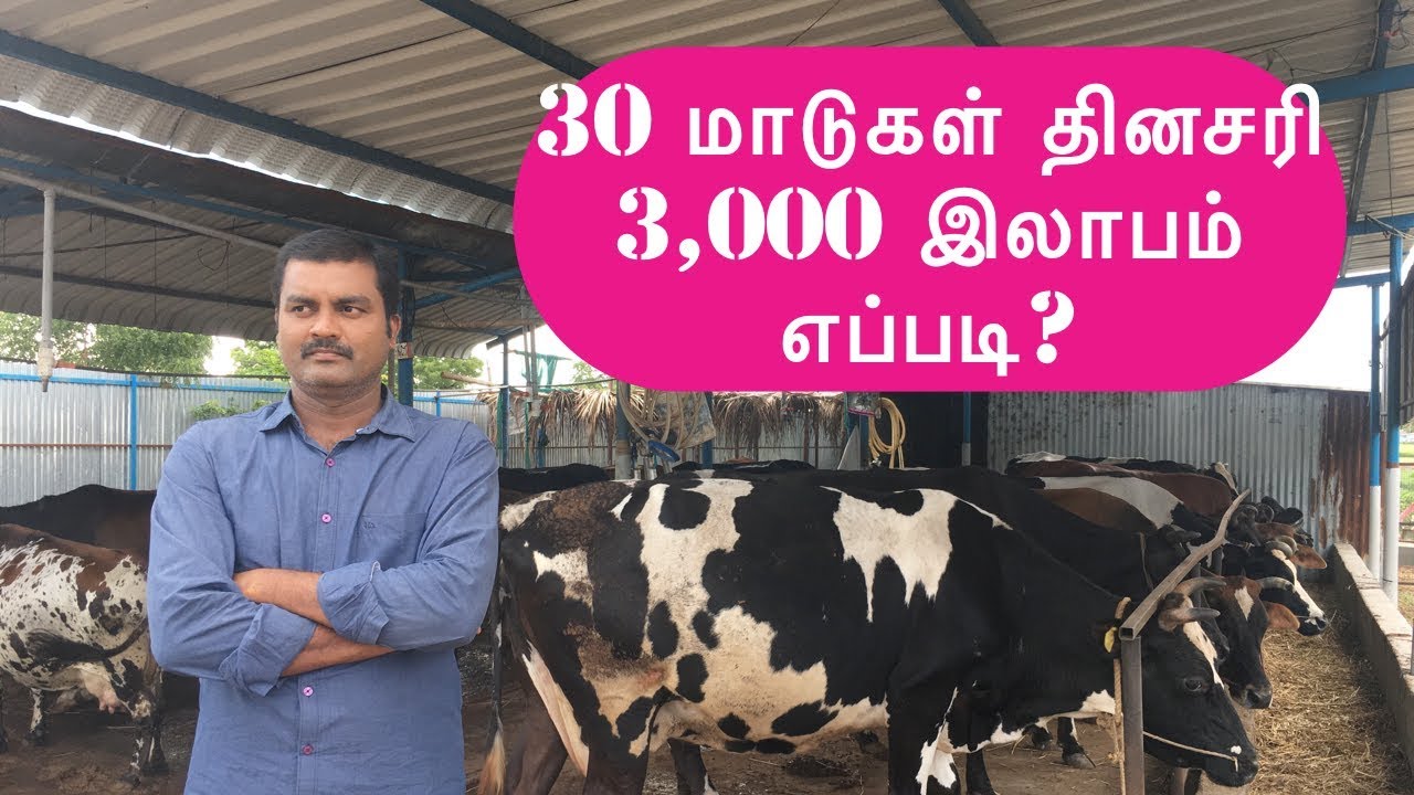 பால் பண்ணையில் 5 வருட அனுபவங்கள் | Successful Dairy Farm