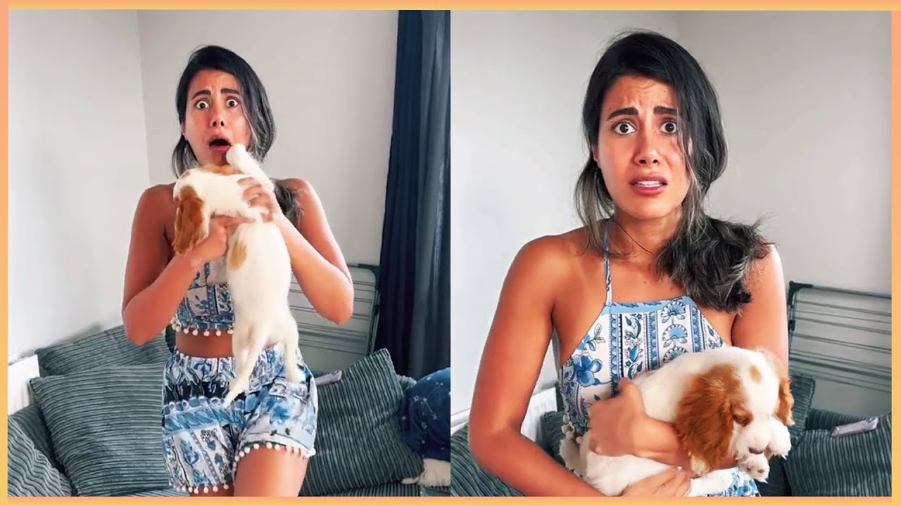New Puppy Surprise Compilation 2024 | Wholesome Surprise Moments